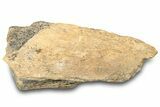 Dinosaur (Triceratops) Frill Shield Section - Montana #323031-1